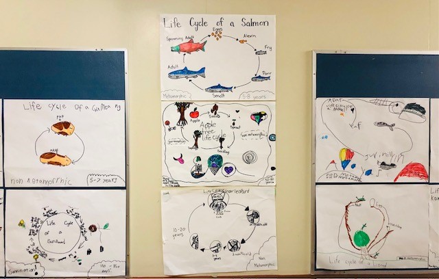Life cycles of the salmon